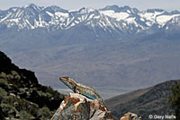 Northern Sagebrush Lizard