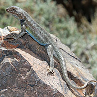 Northern Sagebrush Lizard