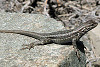 Northern Sagebrush Lizard