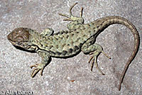 Western Sagebrush Lizard