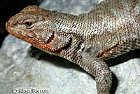 Western Sagebrush Lizard