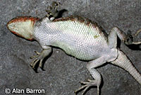 Western Sagebrush Lizard