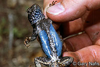 Southern Sagebrush Lizard