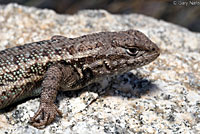 Southern Sagebrush Lizard