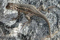 Southern Sagebrush Lizard