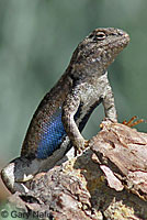 Southern Sagebrush Lizard