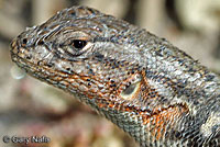 Southern Sagebrush Lizard