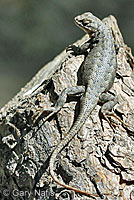 Southern Sagebrush Lizard