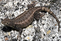 Southern Sagebrush Lizard