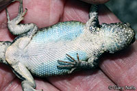 Southern Sagebrush Lizard