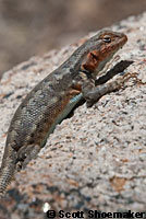 Southern Sagebrush Lizard