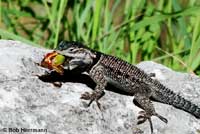 Yarrow's Spiny Lizard