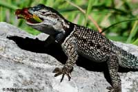 Yarrow's Spiny Lizard