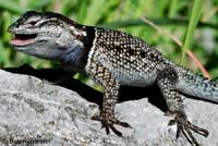 Yarrow's Spiny Lizard