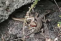 Gilbert Skink and Fence Lizard