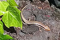 Gilbert Skink and Fence Lizard