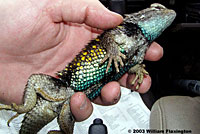 desert spiny lizard