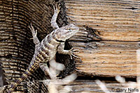 yellow-backed spiny lizard