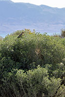 yellow-backed spiny lizard