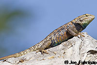 desert spiny lizard