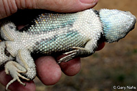 yellow-backed spiny lizard