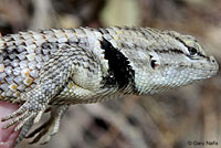 yellow-backed spiny lizard