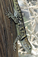 yellow-backed spiny lizard