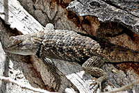 desert spiny lizard