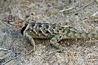 desert spiny lizard