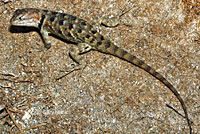 desert spiny lizard