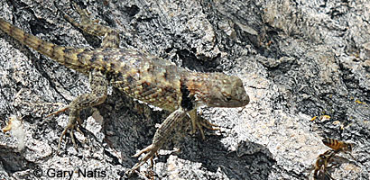 desert spiny lizard