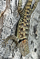 desert spiny lizard