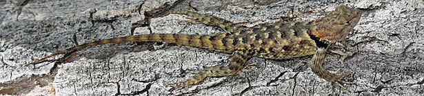 desert spiny lizard