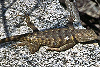 desert spiny lizard