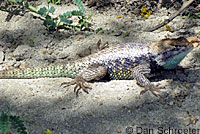 desert spiny lizard