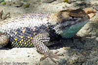 desert spiny lizard