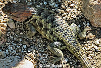 desert spiny lizard