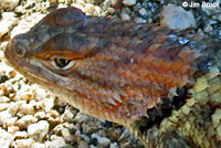 desert spiny lizard