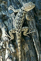 desert spiny lizard