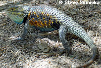 desert spiny lizard