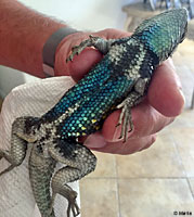 desert spiny lizard