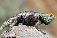 yellow-backed spiny lizard