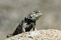 desert spiny lizard