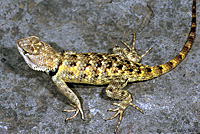 lizard