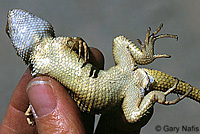 yellow-backed spiny lizard