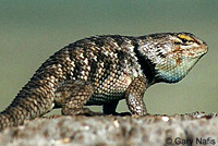 yellow-backed spiny lizard