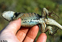 desert spiny lizard