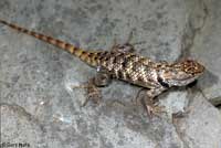 yellow-backed spiny lizard