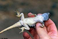 yellow-backed spiny lizard