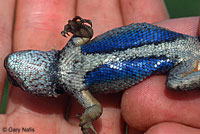 Island Fence Lizard